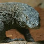 Komodo Dragon